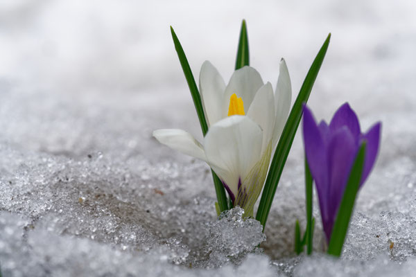 Krokus