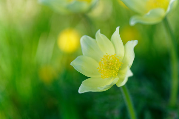 Anemone