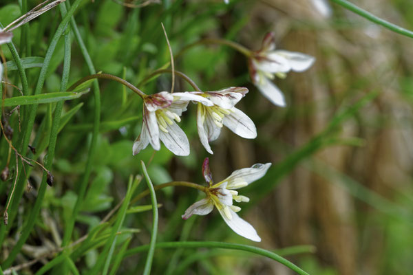 Faltenlilie