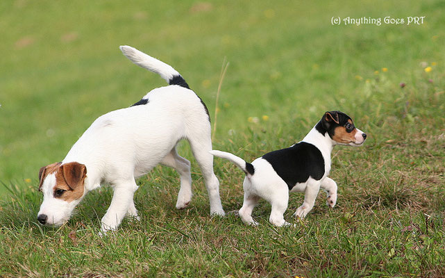 Dorset Diva mit Easy Livin'