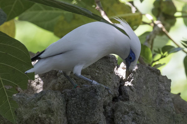 Balispreeuw - Leucopsar rothschild