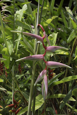 Montaña de Pelicano - heliconia chartacea lane ex barreiros