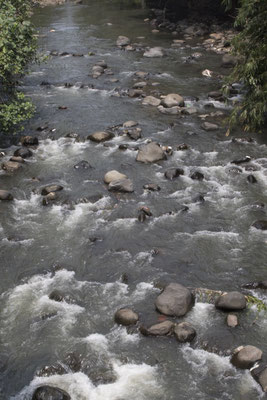 Bogor - tuin
