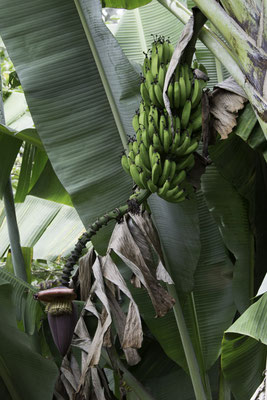 Montaña de Pelicano - Dwerg banaan - Musa acuminata colla