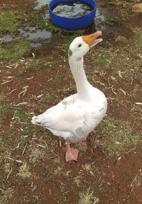 Marla - (waak)gans - Anser anser