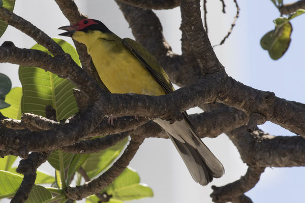 Darwin - grijskraagvogel (m) - Sphecotheres vieilloti