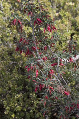 Stringybark walk - Styphelia (sp)