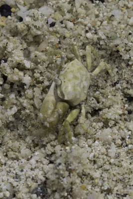 Genovesa - krab