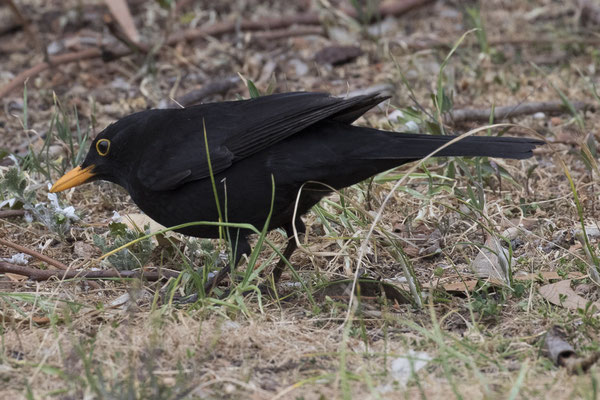 Kapunda - merel - Turdus merula