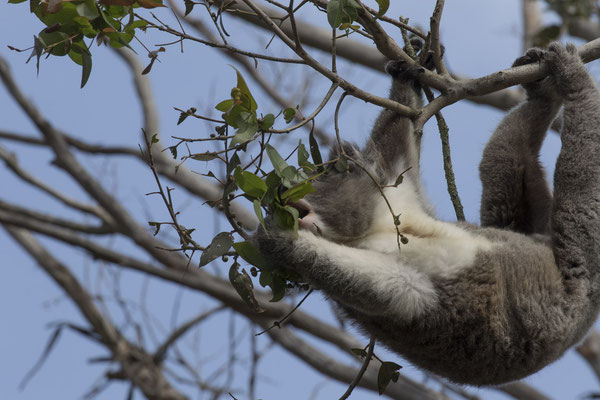 Koala - Phascolarctos cinereus