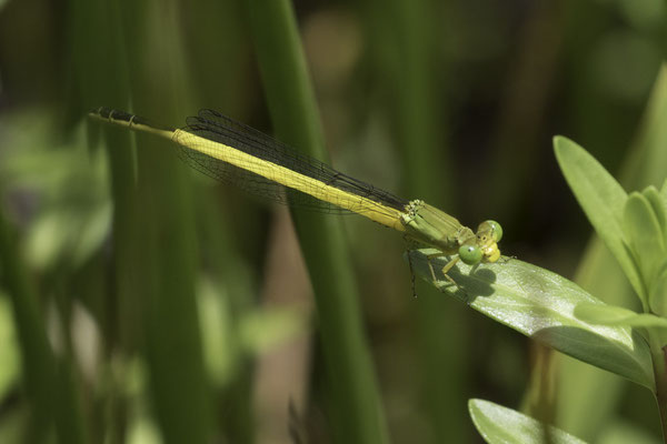 Kanazawa kasteel - waterjuffer - Ceriagrion melanurum