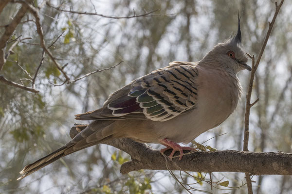 Alice Springs - botanische tuin - spitskuifduif - Ocyphaps lophotes