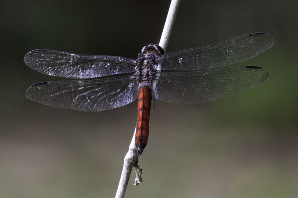 Talamanca reserve - Libelle - Libellula herculea