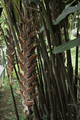 Montaña de Pelicano - Heliconia vellerigera poepp