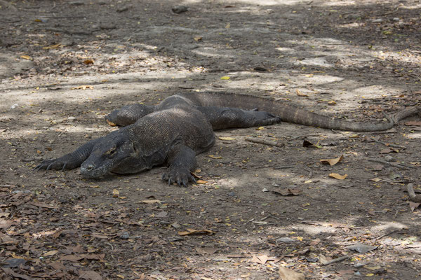 Rinca - komodovaraan - Varanus komodoensis