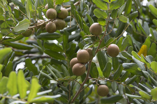 My Tho - Longanfruit - Dimocarpus longan