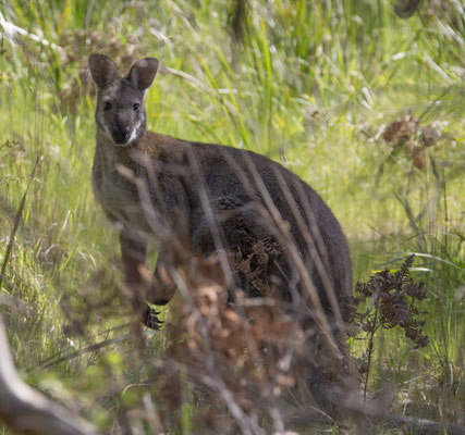 NP Great Otway - grijze kangoeroe - Macropus giganteus