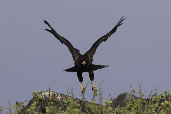 Isla Espanola & Gartner island - galápagosbuizerd - Buteo galapagoensis