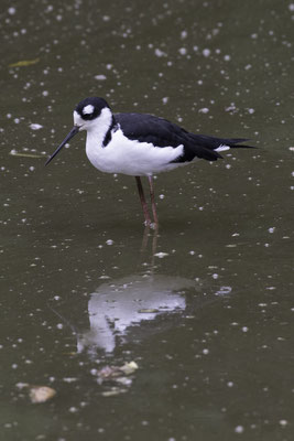 Santa Cruz - Amerikaanse steltkluut - Himantopus mexicanus