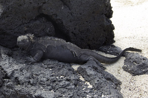 Santa Cruz - Zeeleguaan - Amblyrhynchus cristatus