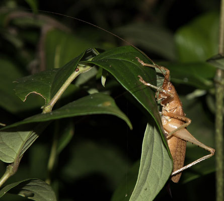 Tortuguero - Ischnomela pulchripennis