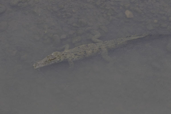 Tarcoles - spitssnuitkrokodil - Crocodylus acutus