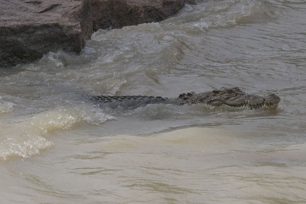 Cahills Crossing - zoutwaterkrokodil - Crocodylus porosus