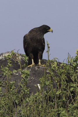 Isla Espanola & Gartner island - galápagosbuizerd - Buteo galapagoensis