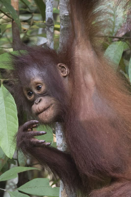 Semenggoh - Borneo orang oetan - Pongo pygmaeus