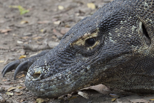 Rinca - komodovaraan - Varanus komodoensis