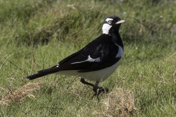 Anbangbang - Australische slijkekster - Grallina cyanoleuca