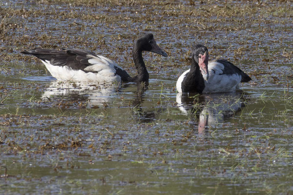 Anbangbang - ekstergans - Anseranas semipalmata