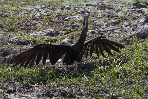 Yellow river - Australische slangehalsvogel - Anhinga novaehollandiae met baars - Amniataba percoides