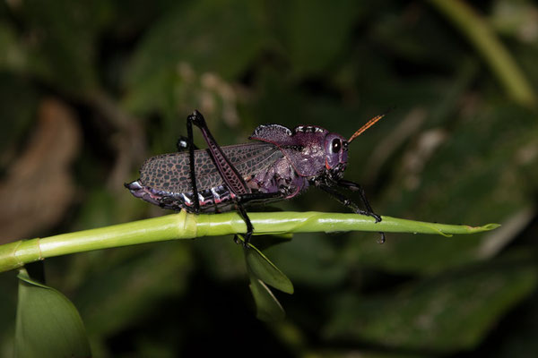 Tortuguero - Romalea reticulata