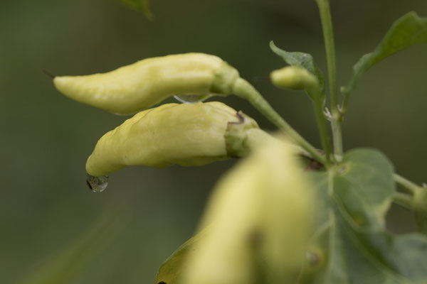 Peper