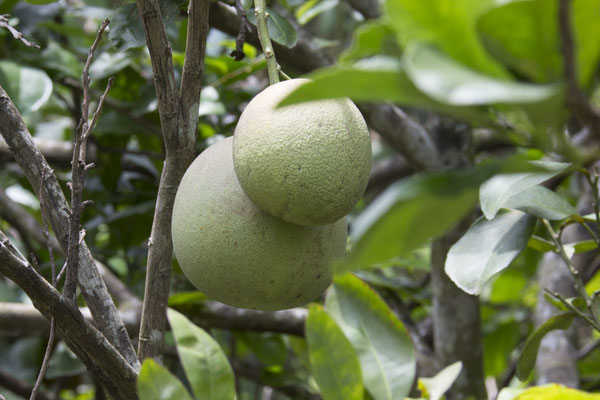 My Tho - Pomelo - Citrus grandis