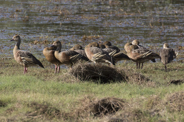 Anbangbang - Australische fluiteend - Dendrocygna eytoni