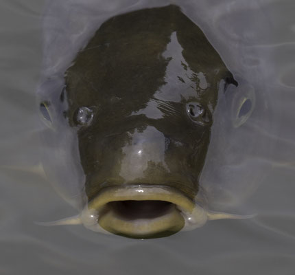 Kanazawa - karper - Cyprinus carpio