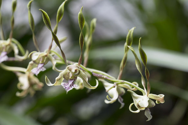 Bogor - orchidee - Dendrobium antennatum