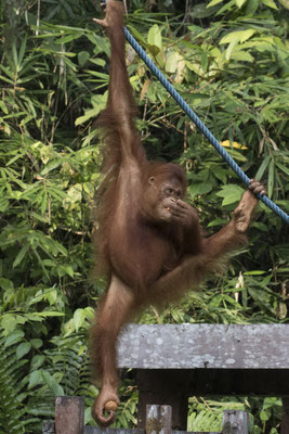 Semenggoh - Borneo orang oetan - Pongo pygmaeus