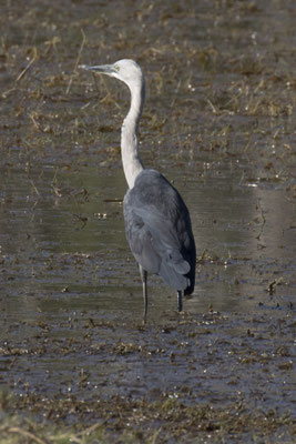 Anbangbang - withalsreiger - Ardea pacifica