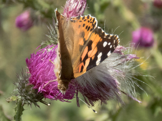 Zweden - Uppsala tuin van Linnaeus - distel vlinder