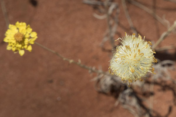 Kata Tjuta - Leucochrysum (spec)