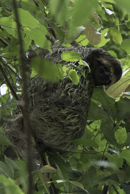 San Pedrillo Corcovado - tweeteenluiaard - Choloepus didactylus