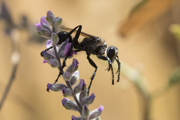 Uluru - spinnendoder - Cryptocheilus bicolor