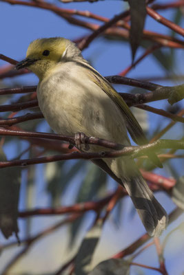 Wanngardi - witpluimhoningeter - Ptilotula penicillata