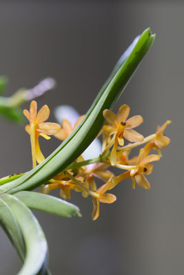 Bogor - Orchidee - Ascocentrum (sp)