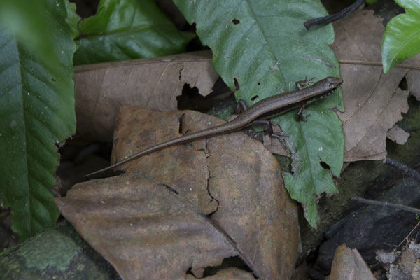 Cuc Phong - bosskink - Sphenomorphus indicus