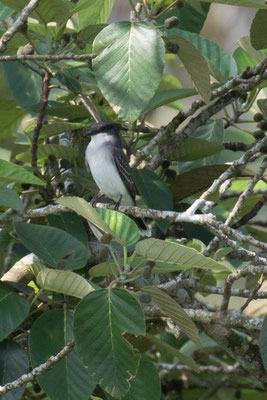  Arenal - Koningstiran - Tyrannus tyrannus