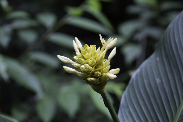 Monteverde - Goeppertia marantifolia